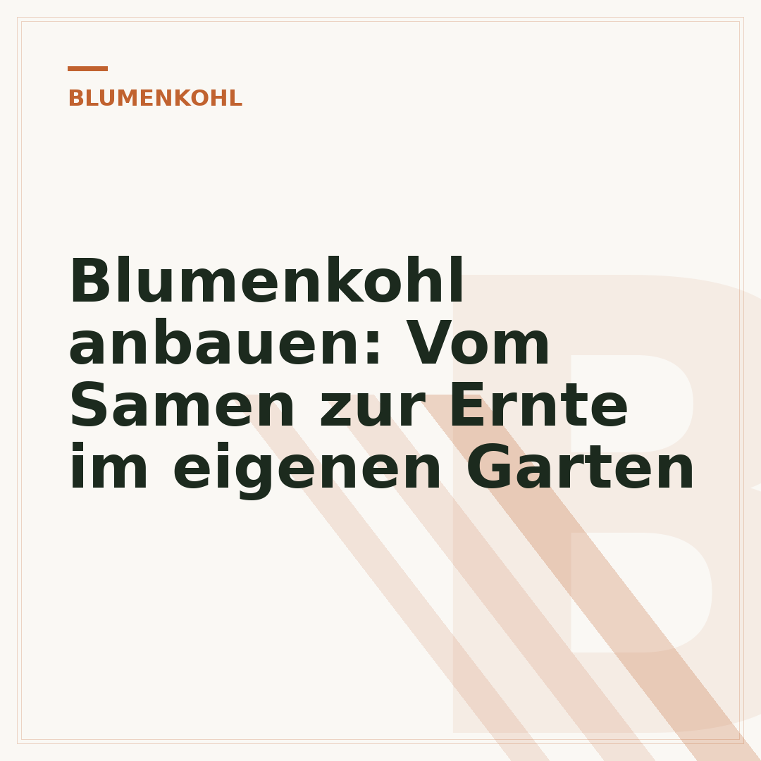 Blumenkohl anbauen: Vom Samen zur Ernte im eigenen Garten