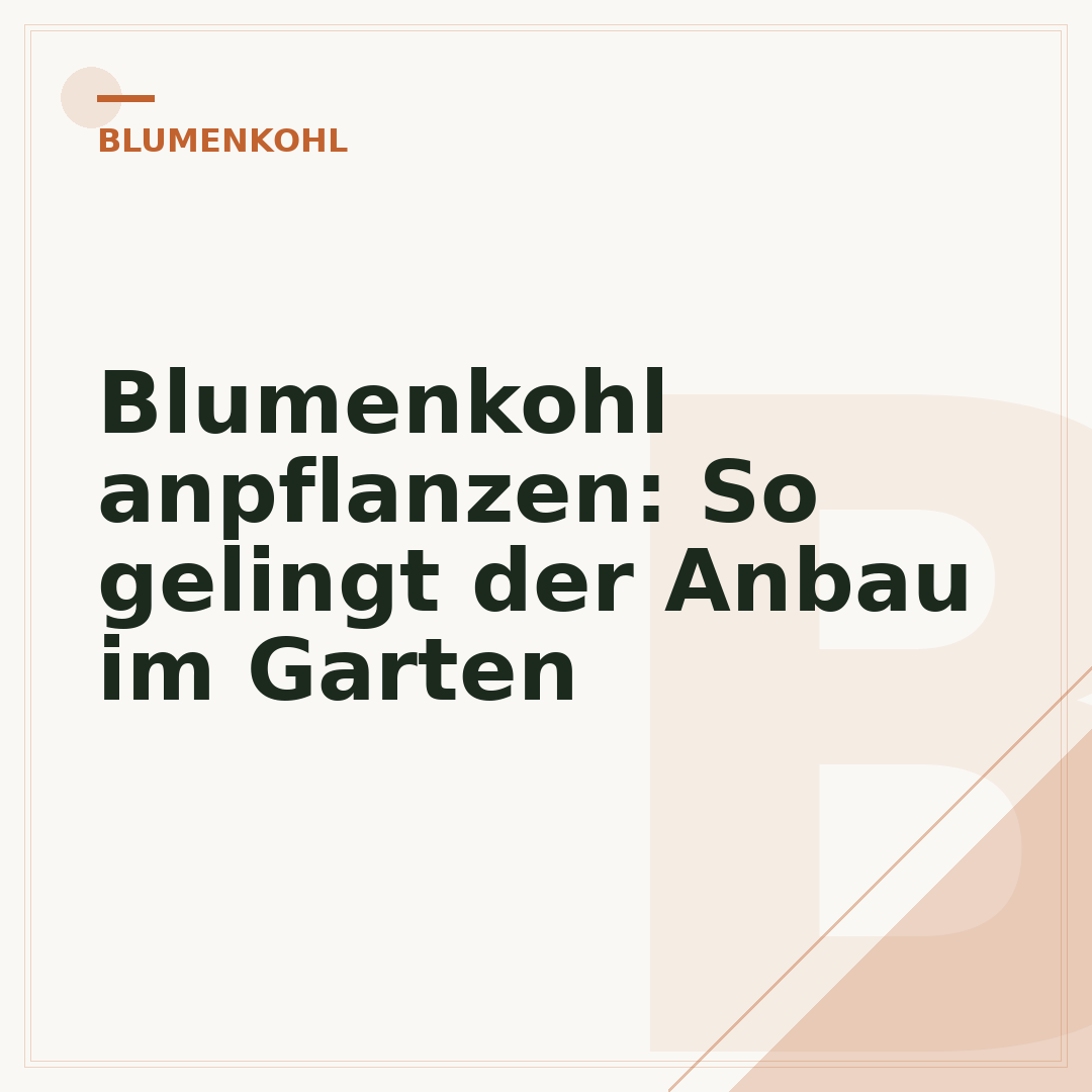 Blumenkohl anpflanzen: So gelingt der Anbau im Garten