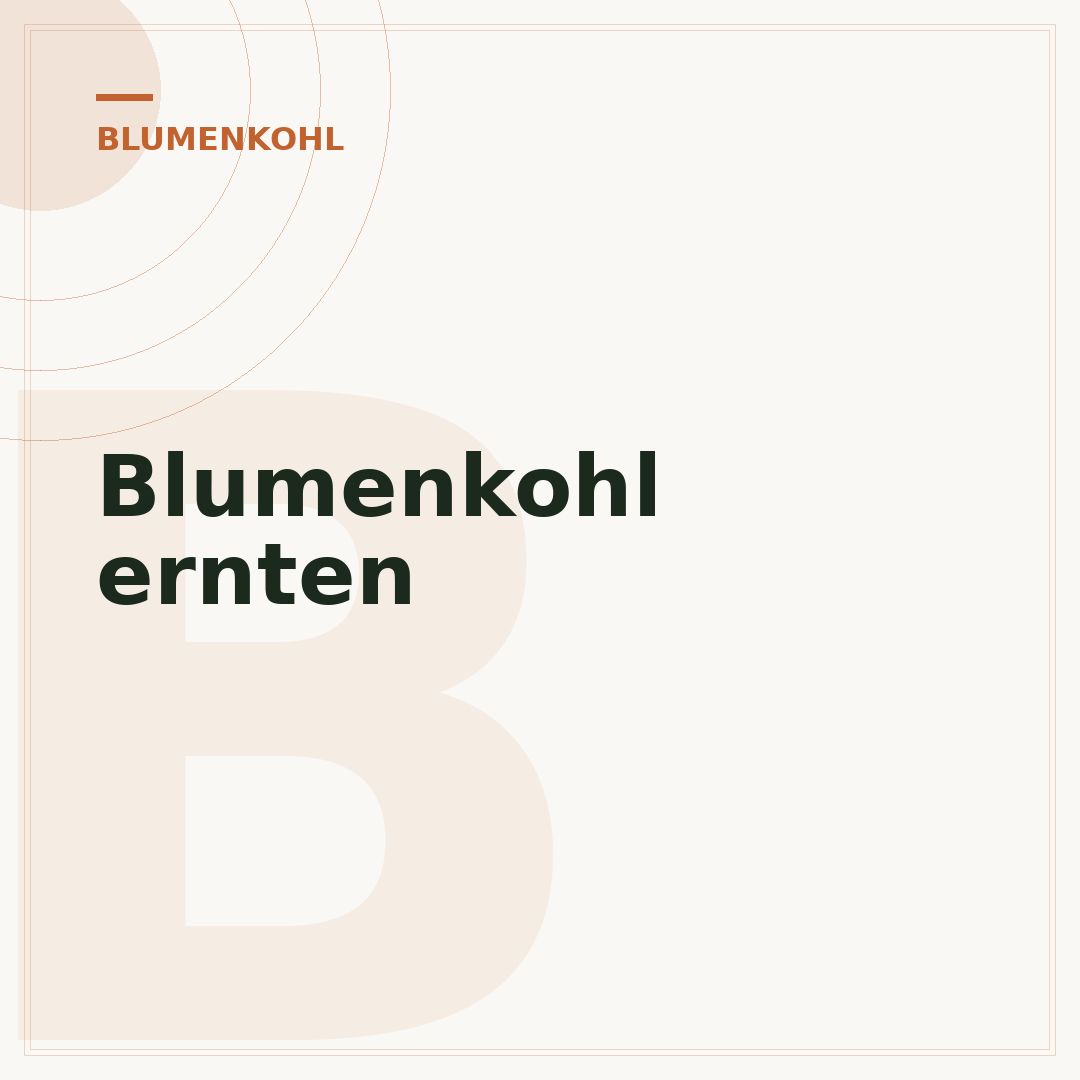 Blumenkohl ernten