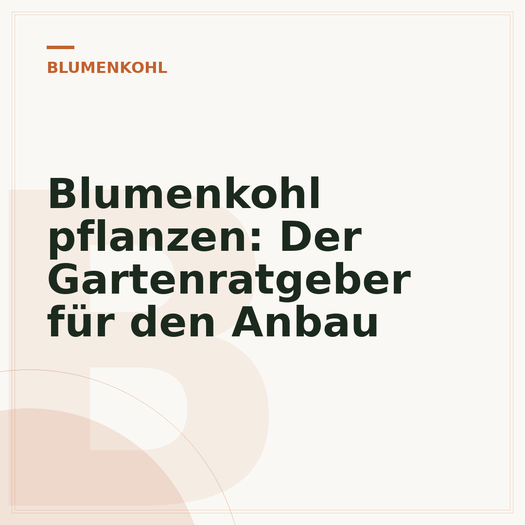 Blumenkohl pflanzen: Der Gartenratgeber für den Anbau