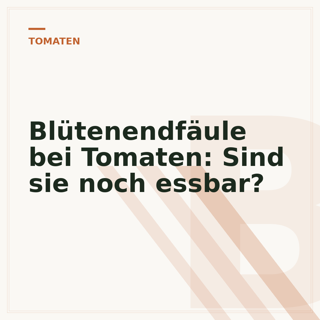 Blütenendfäule bei Tomaten: Sind sie noch essbar?