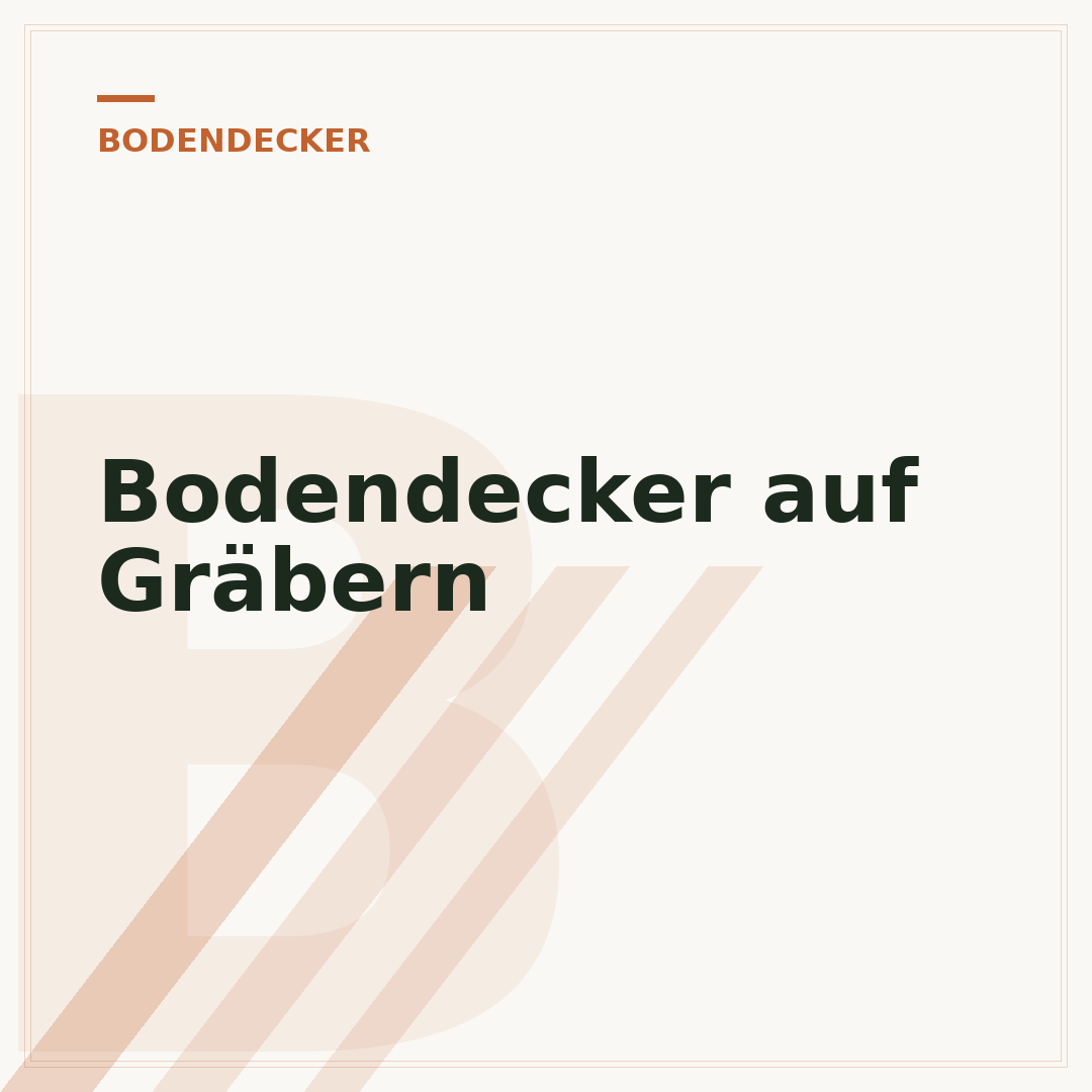 Bodendecker auf Gräbern