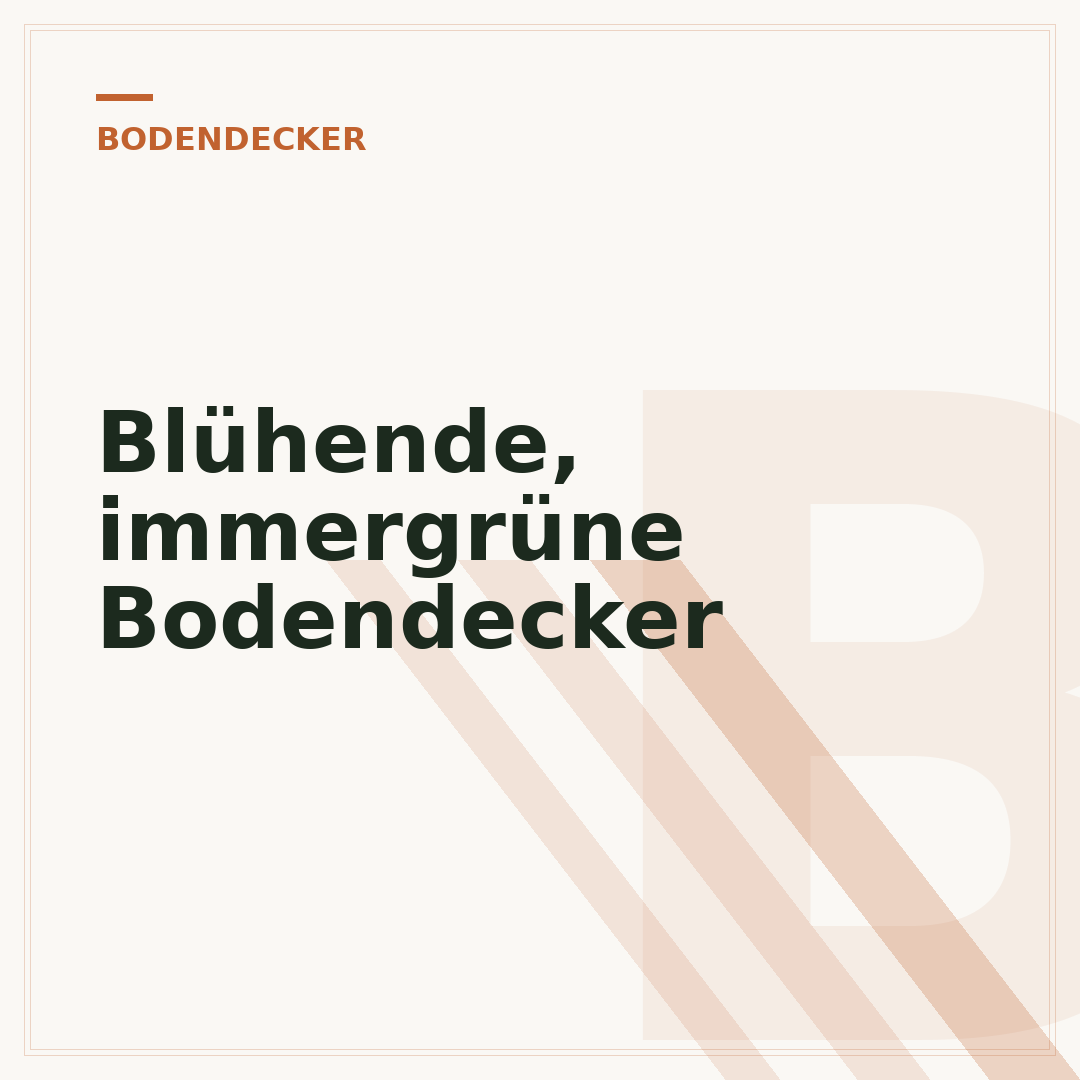 Blühende, immergrüne Bodendecker