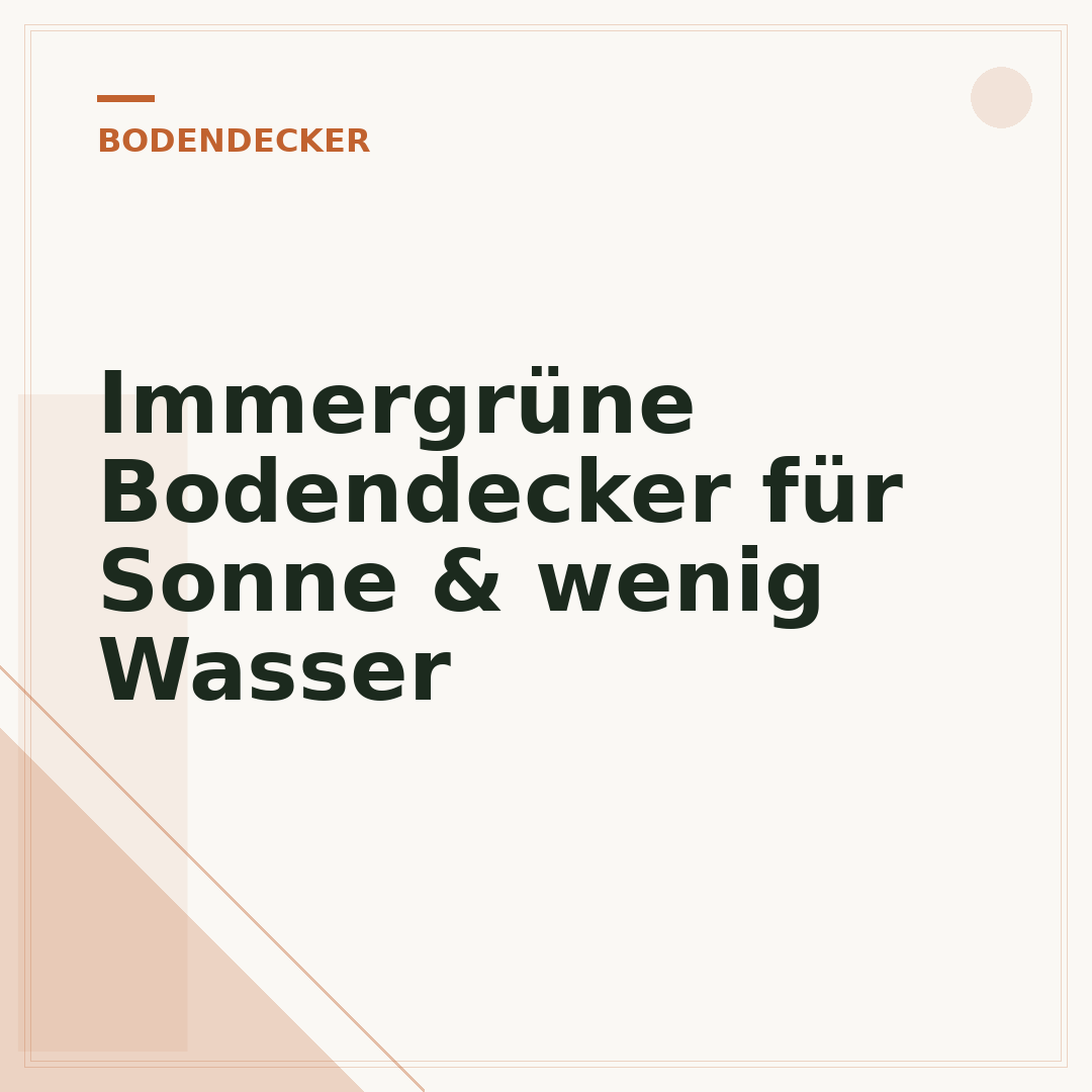 Immergrüne Bodendecker für Sonne & wenig Wasser