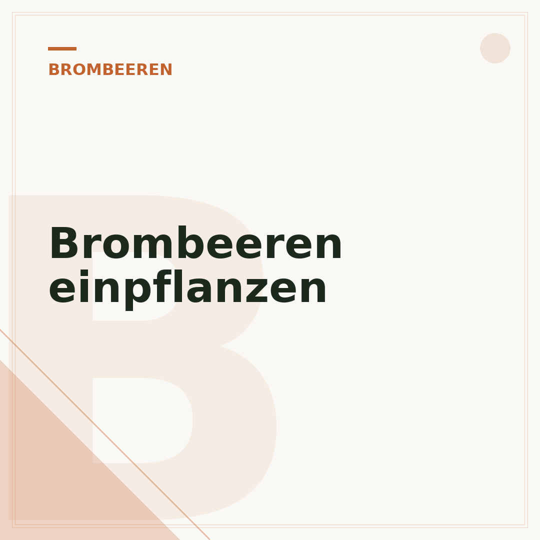 Brombeeren einpflanzen