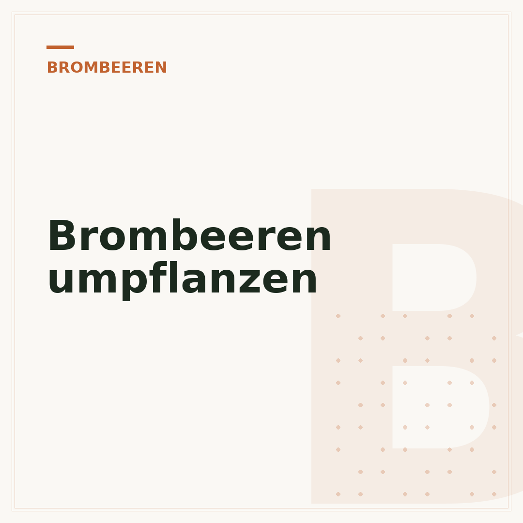Brombeeren umpflanzen