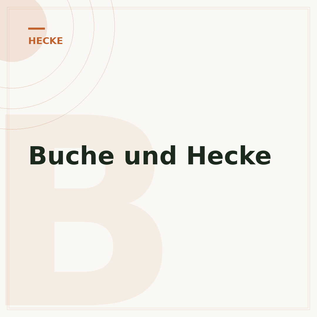 Buche und Hecke