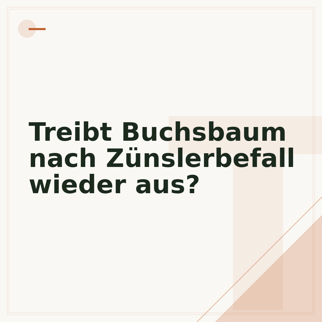 Treibt Buchsbaum nach Zünslerbefall wieder aus?