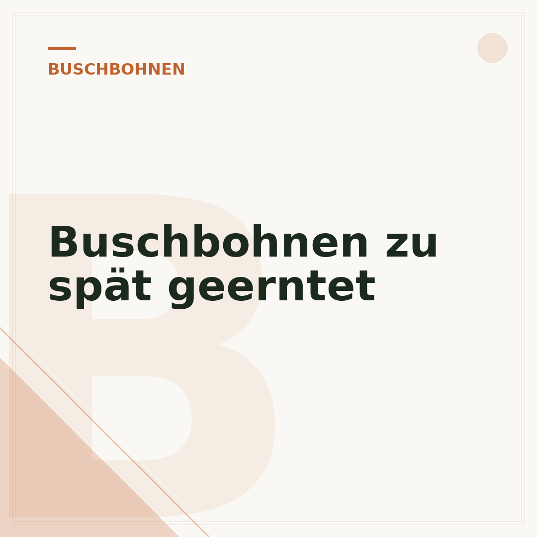 Buschbohnen zu spät geerntet