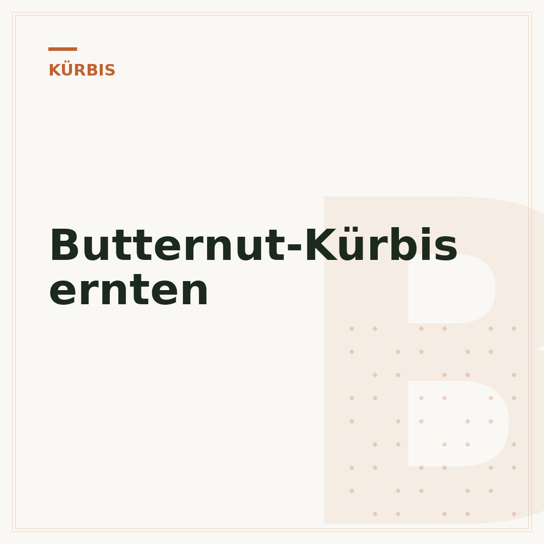 Butternut-Kürbis ernten