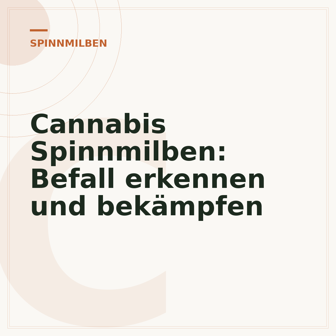 Cannabis Spinnmilben: Befall erkennen und bekämpfen