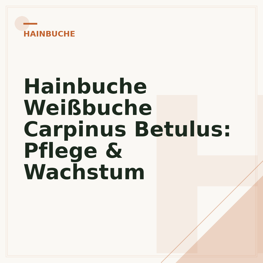 Hainbuche Weißbuche Carpinus Betulus: Pflege & Wachstum