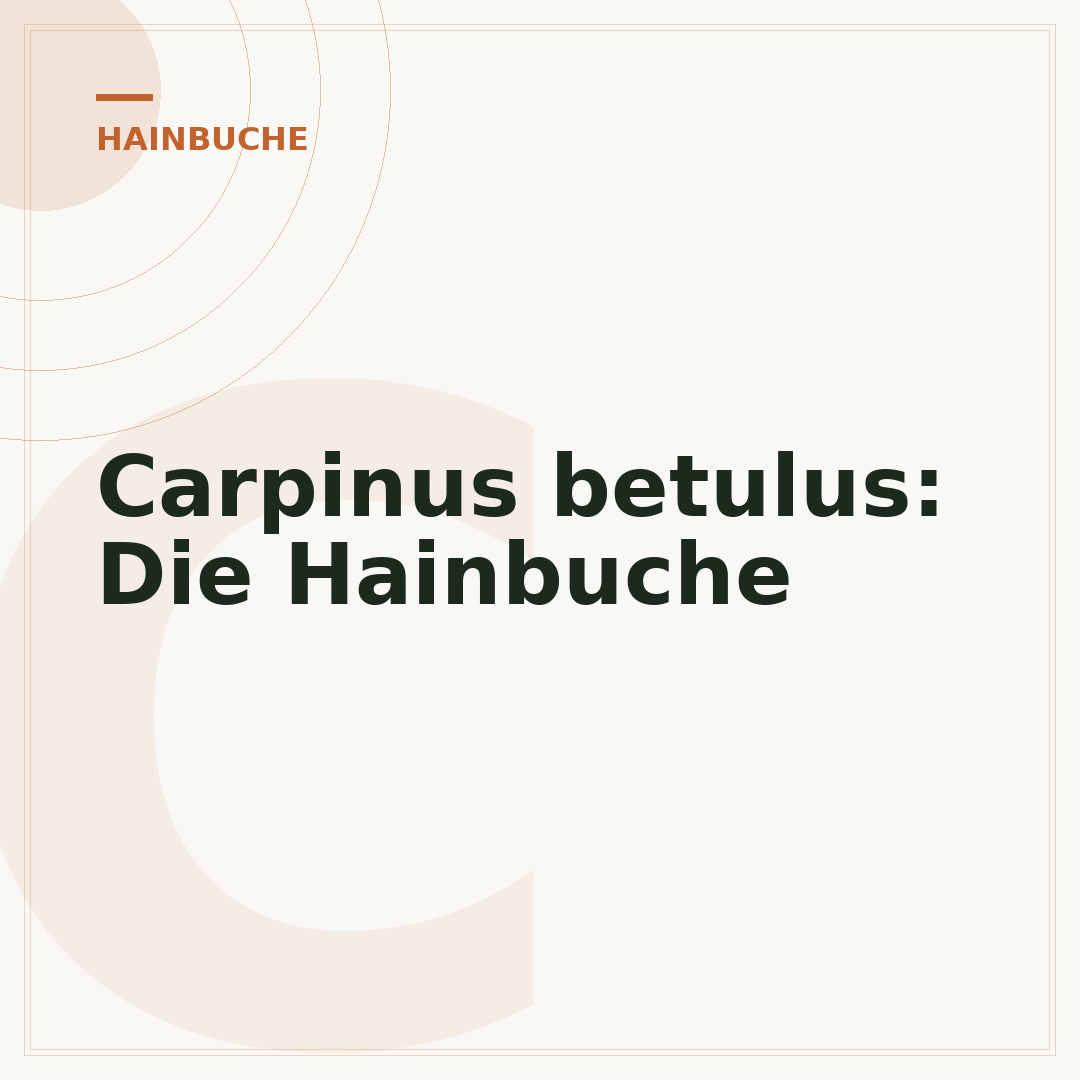 Carpinus betulus: Die Hainbuche