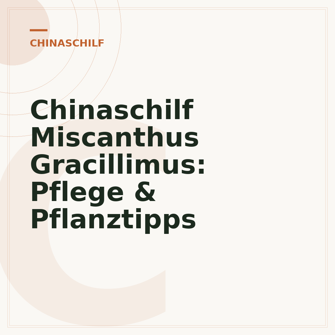 Chinaschilf Miscanthus Gracillimus: Pflege & Pflanztipps