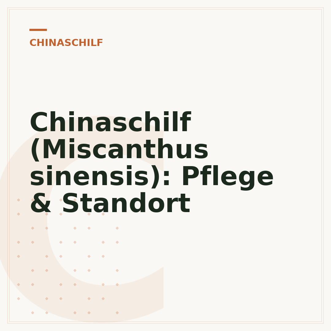 Chinaschilf (Miscanthus sinensis): Pflege & Standort