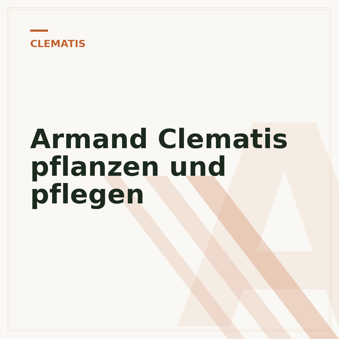 Armand Clematis pflanzen und pflegen