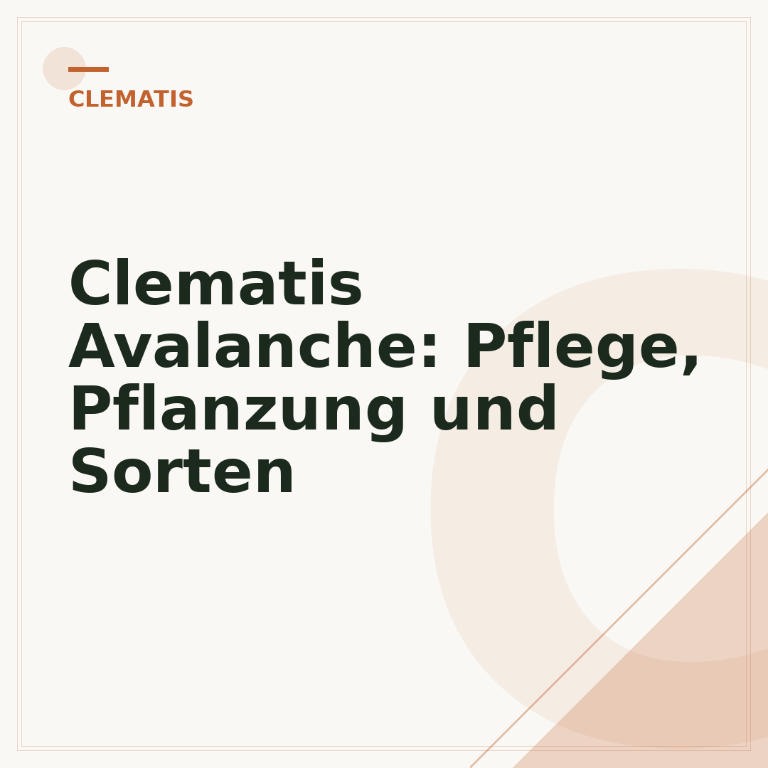 Clematis Avalanche: Pflege, Pflanzung und Sorten