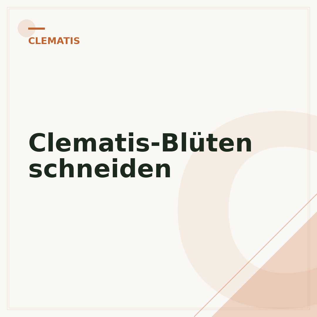 Clematis-Blüten schneiden