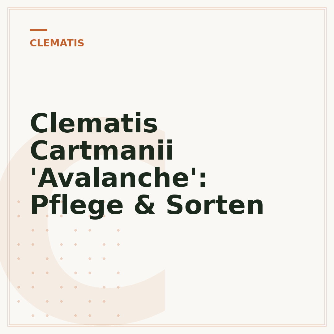 Clematis Cartmanii 'Avalanche': Pflege & Sorten
