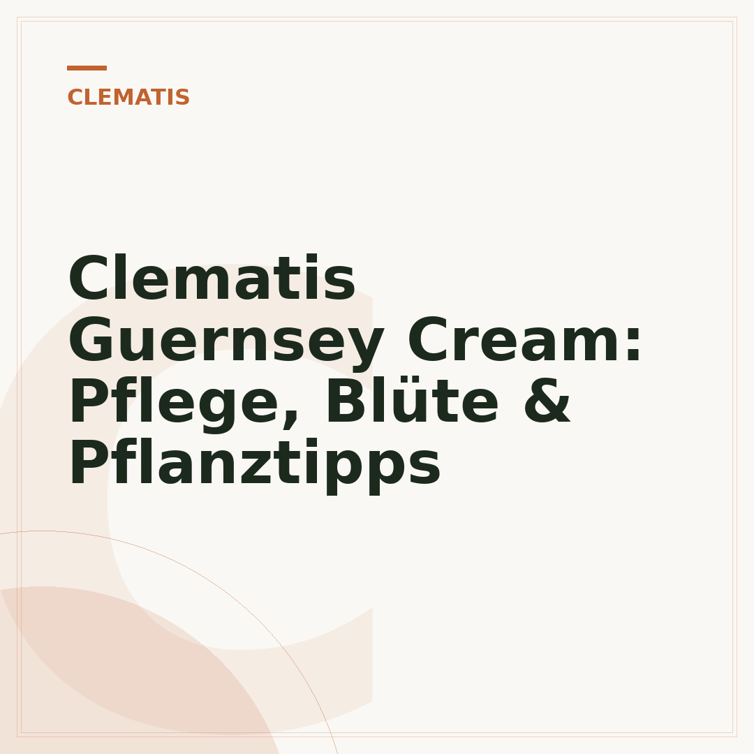 Clematis Guernsey Cream: Pflege, Blüte & Pflanztipps