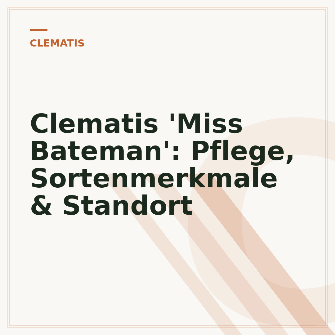 Clematis 'Miss Bateman': Pflege, Sortenmerkmale & Standort