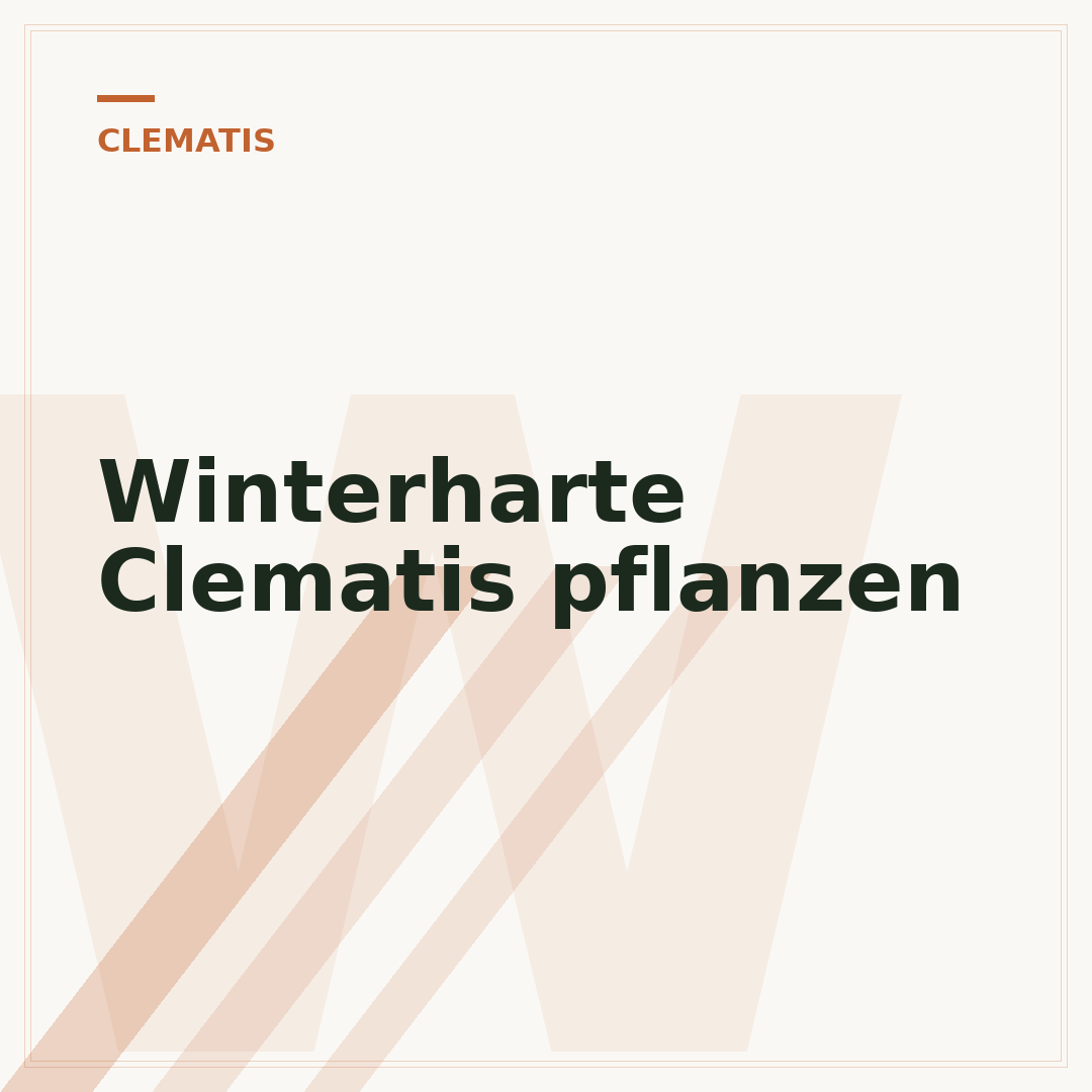 Winterharte Clematis pflanzen