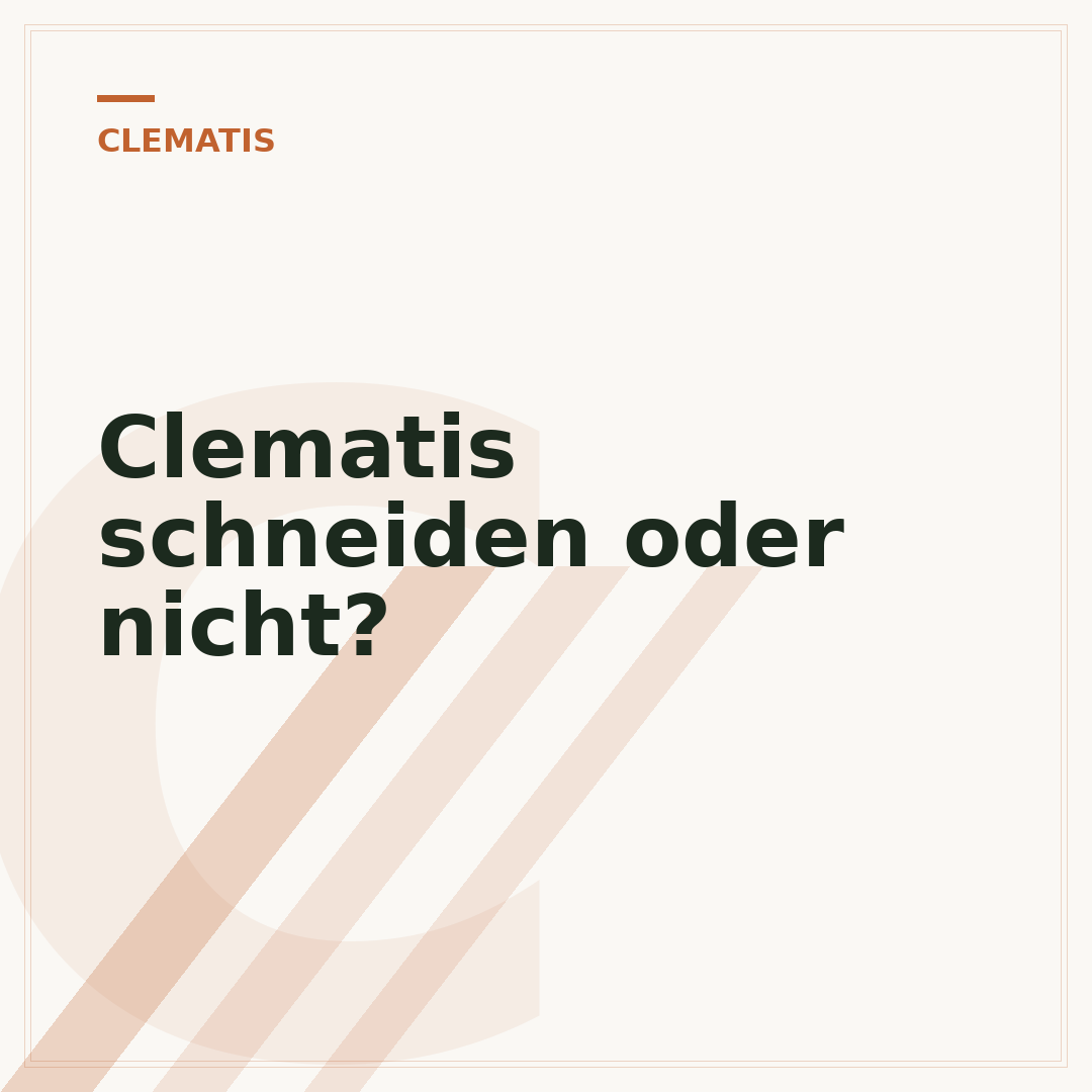 Clematis schneiden oder nicht?
