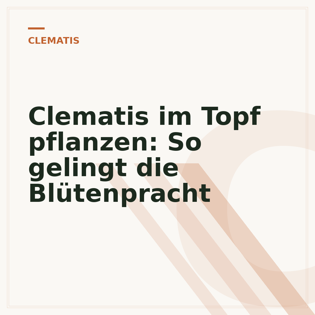Clematis im Topf pflanzen: So gelingt die Blütenpracht
