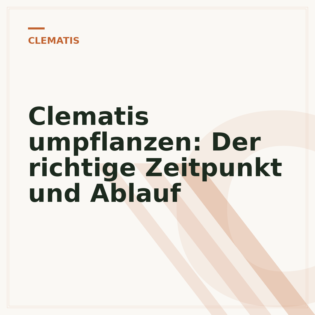 Clematis umpflanzen: Der richtige Zeitpunkt und Ablauf