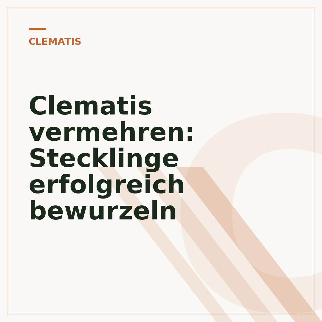Clematis vermehren: Stecklinge erfolgreich bewurzeln