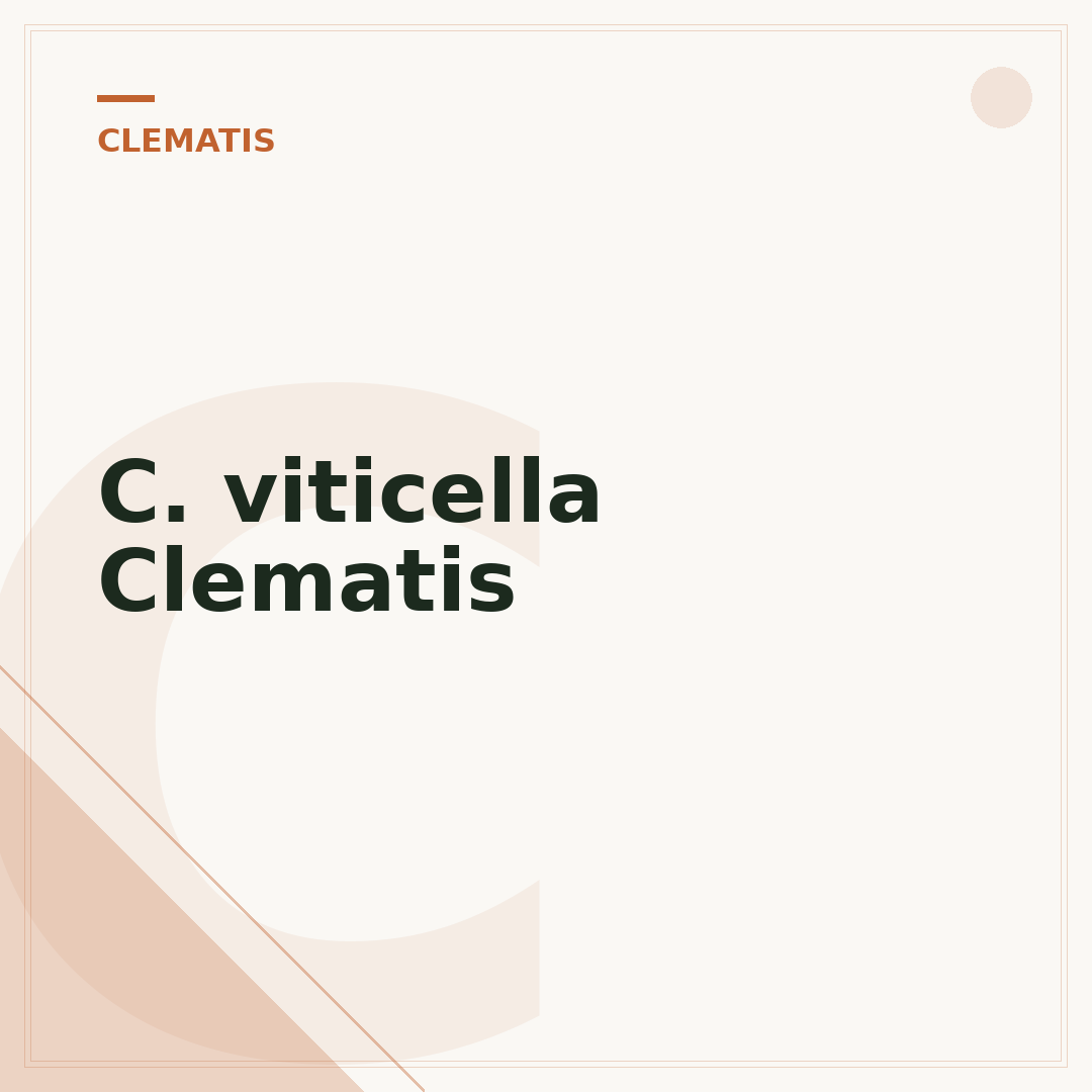 C. viticella Clematis