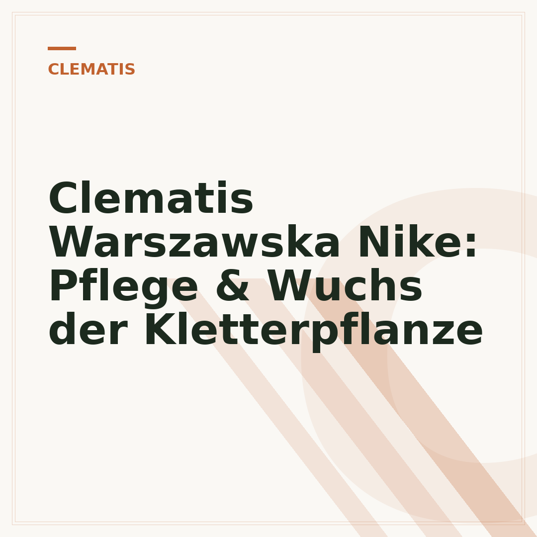 Clematis Warszawska Nike: Pflege & Wuchs der Kletterpflanze