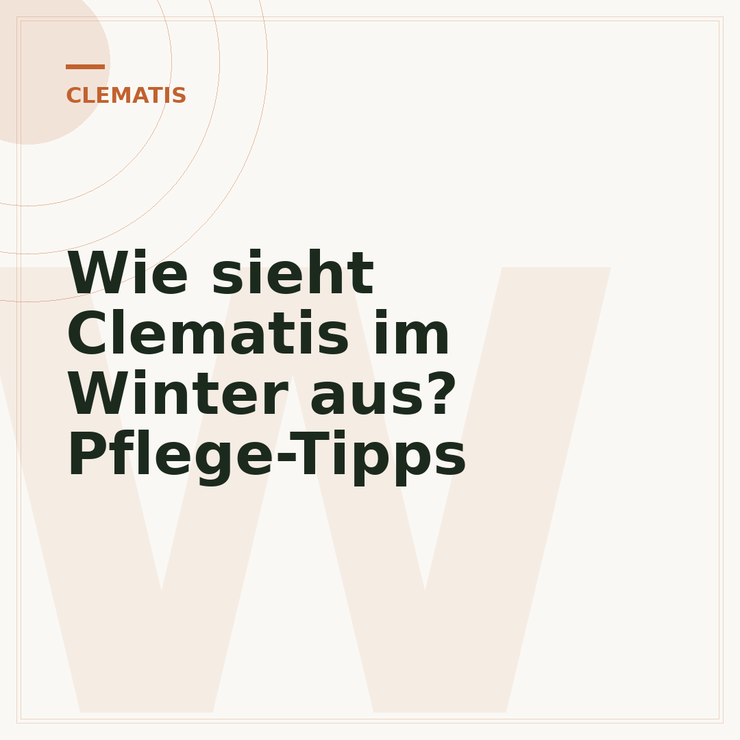 Wie sieht Clematis im Winter aus? Pflege-Tipps