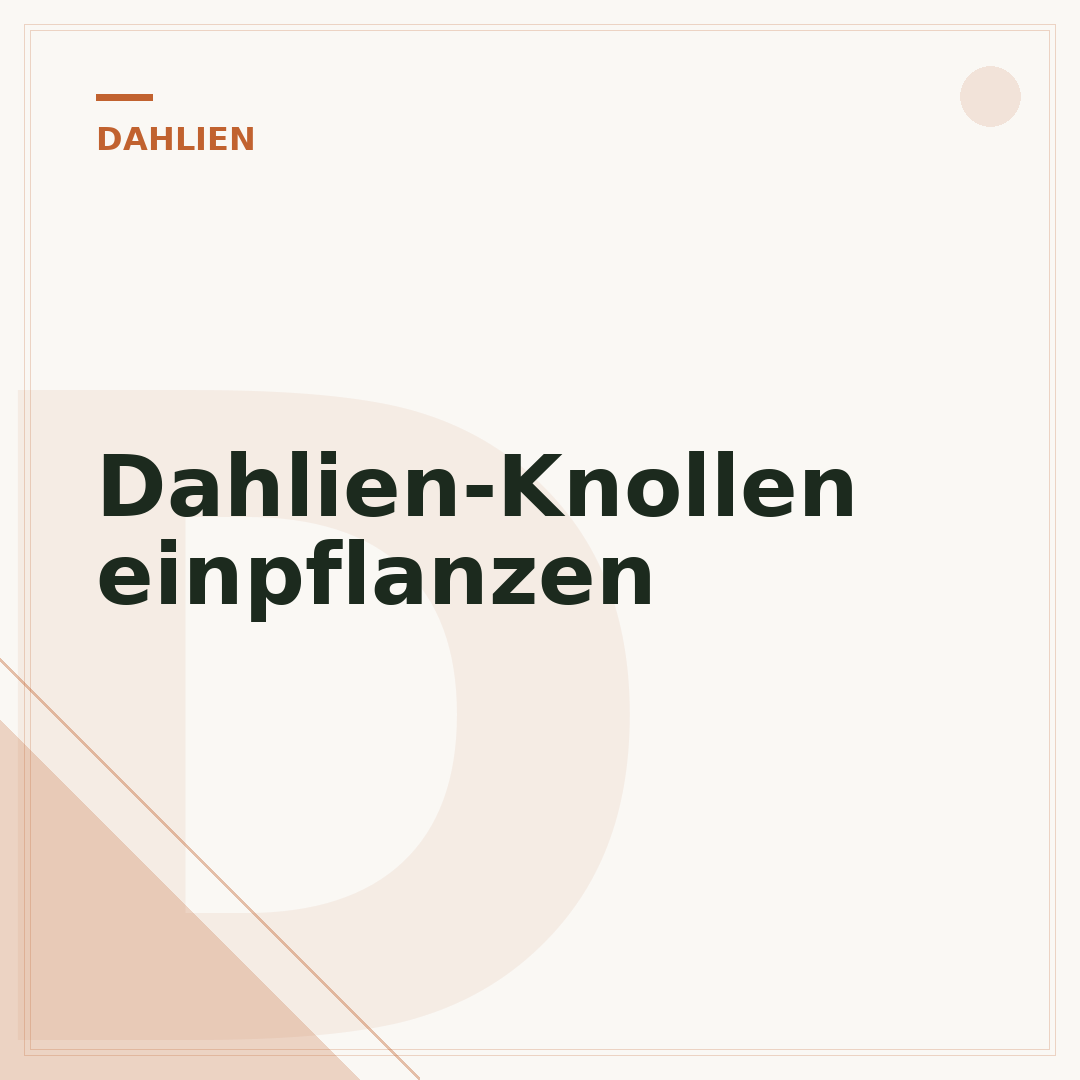 Dahlien-Knollen einpflanzen