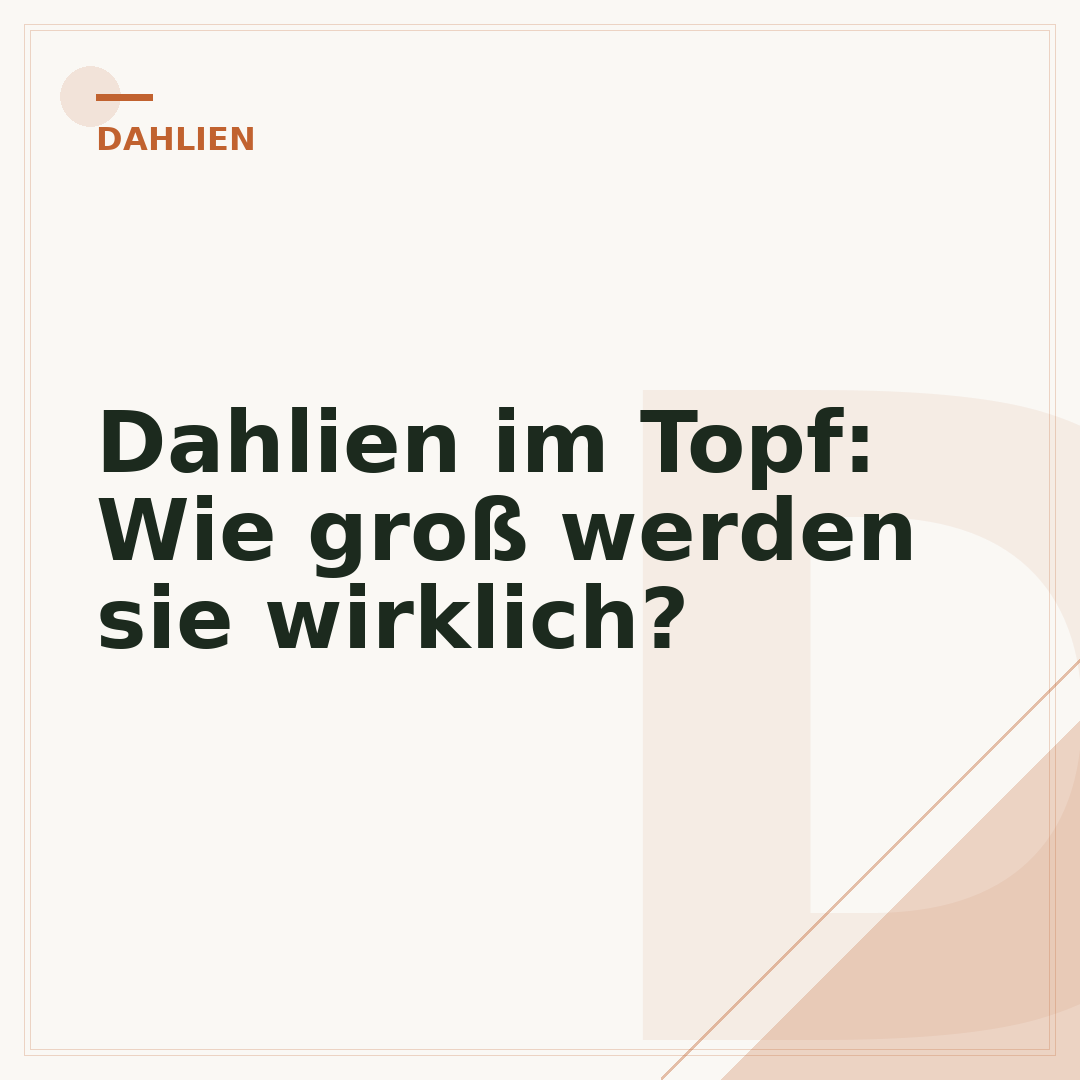 Dahlien im Topf: Wie groß werden sie wirklich?