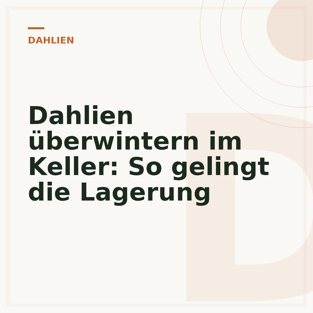 Dahlien überwintern im Keller: So gelingt die Lagerung