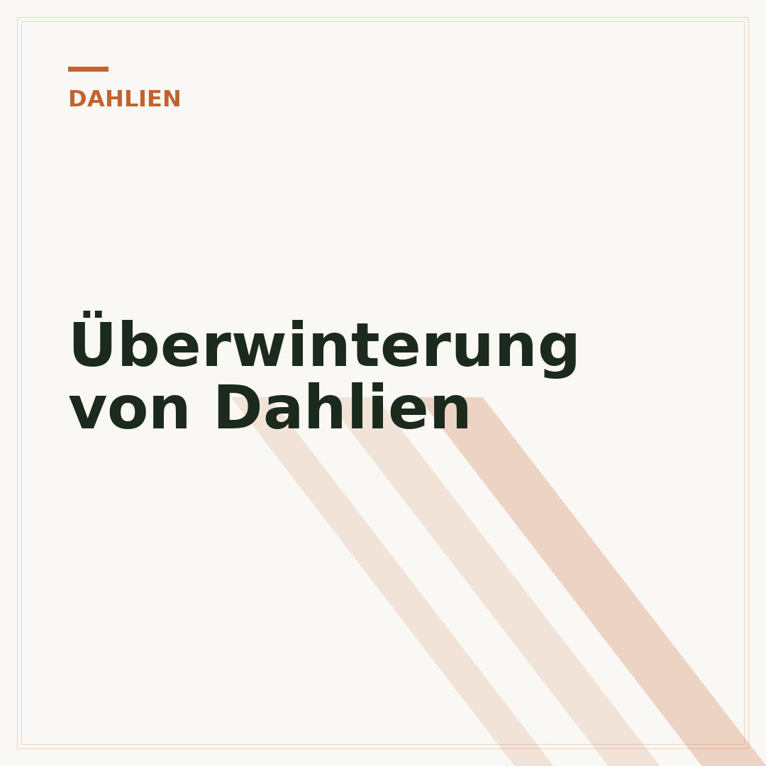 Überwinterung von Dahlien
