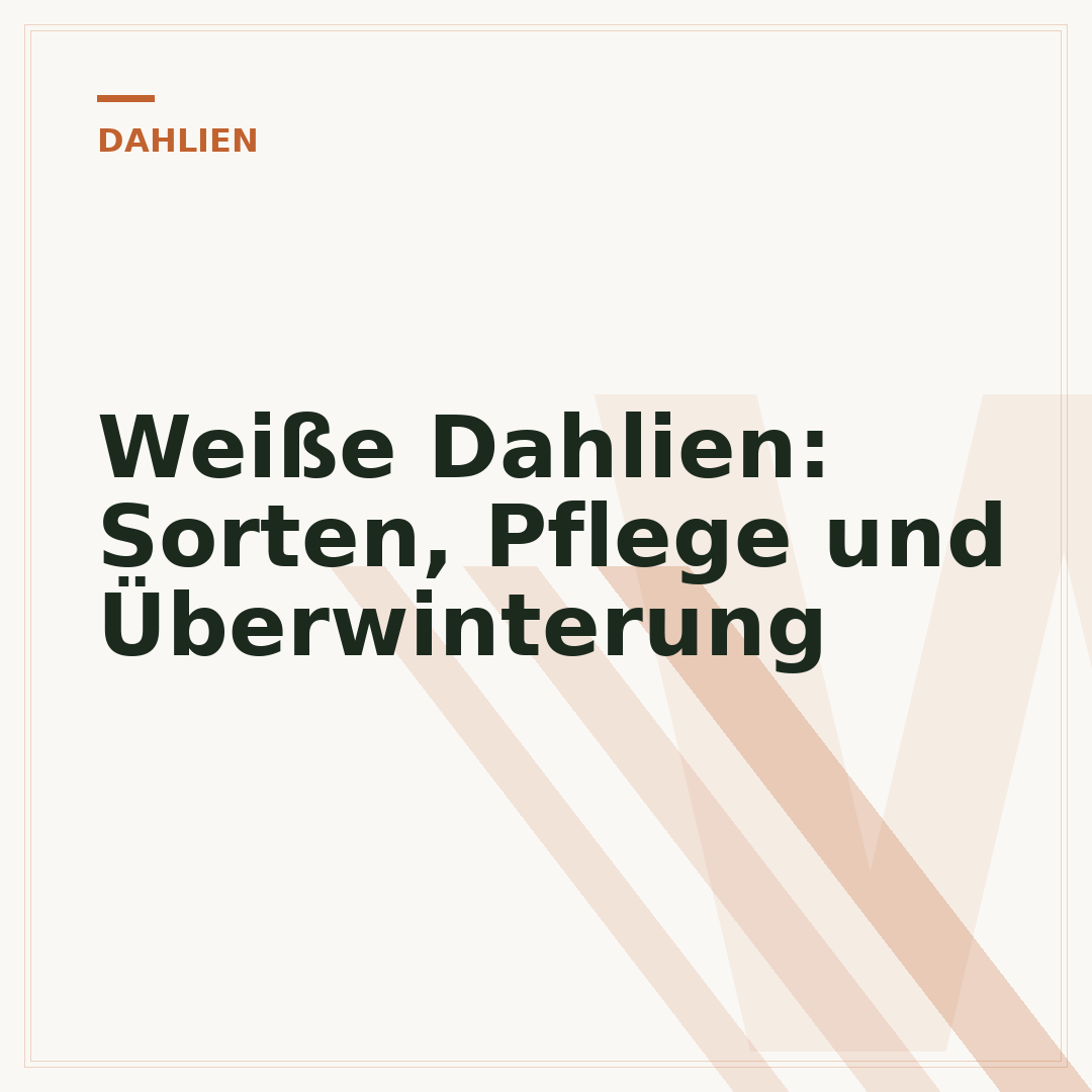 Weiße Dahlien: Sorten, Pflege und Überwinterung