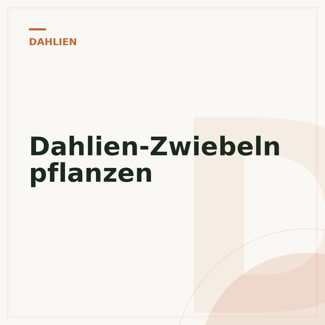Dahlien-Zwiebeln pflanzen