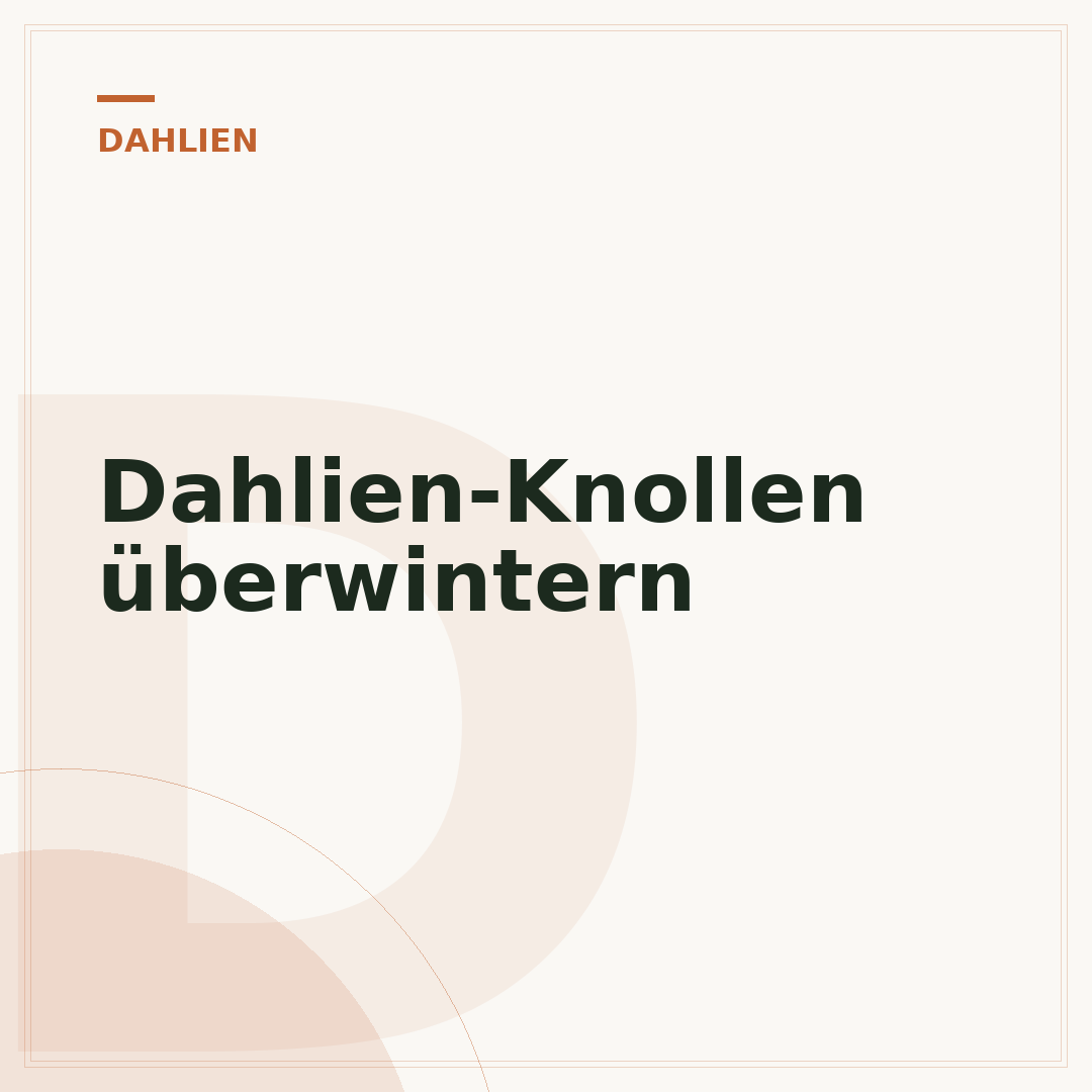 Dahlien-Knollen überwintern