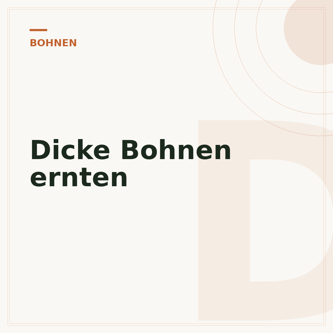 Dicke Bohnen ernten