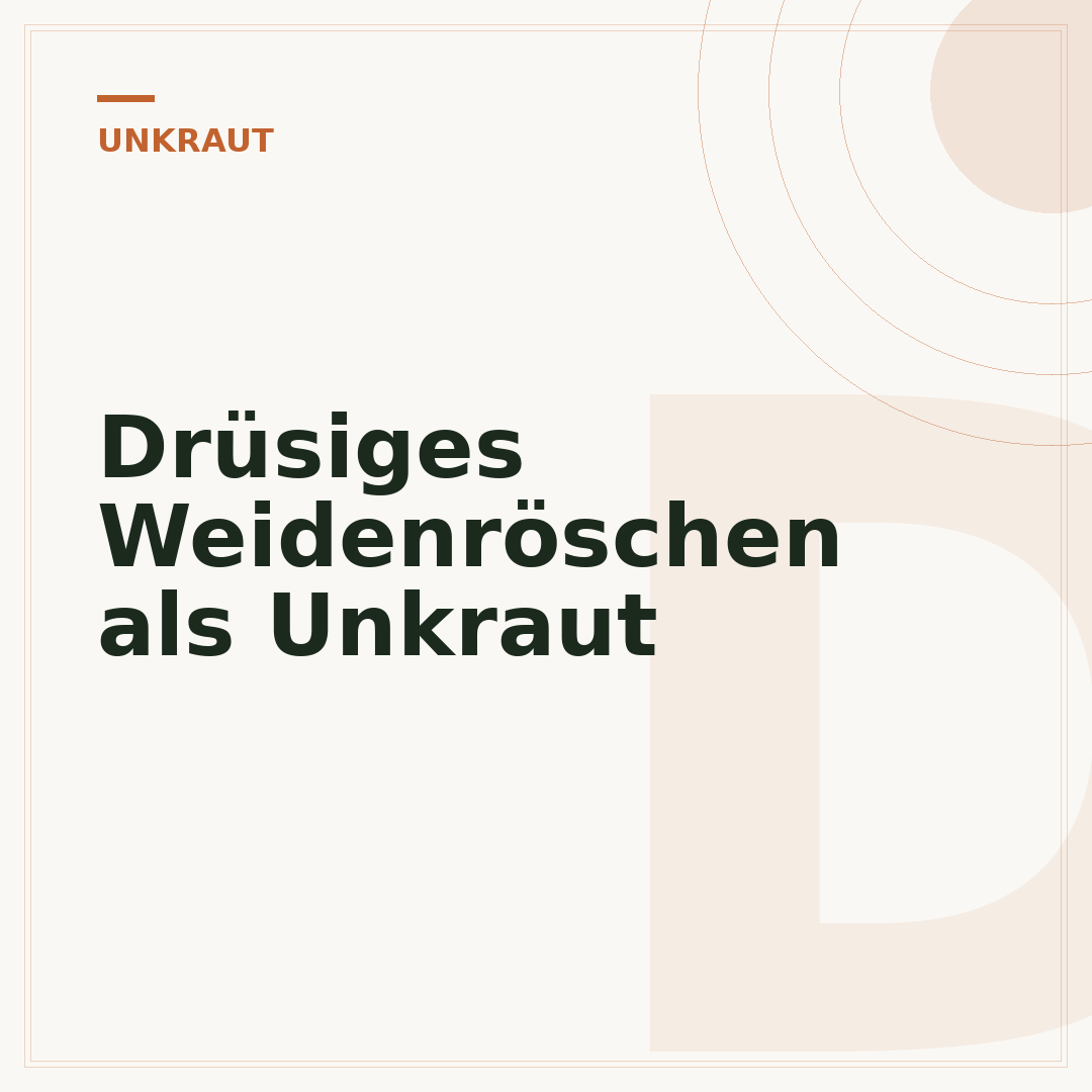 Drüsiges Weidenröschen als Unkraut