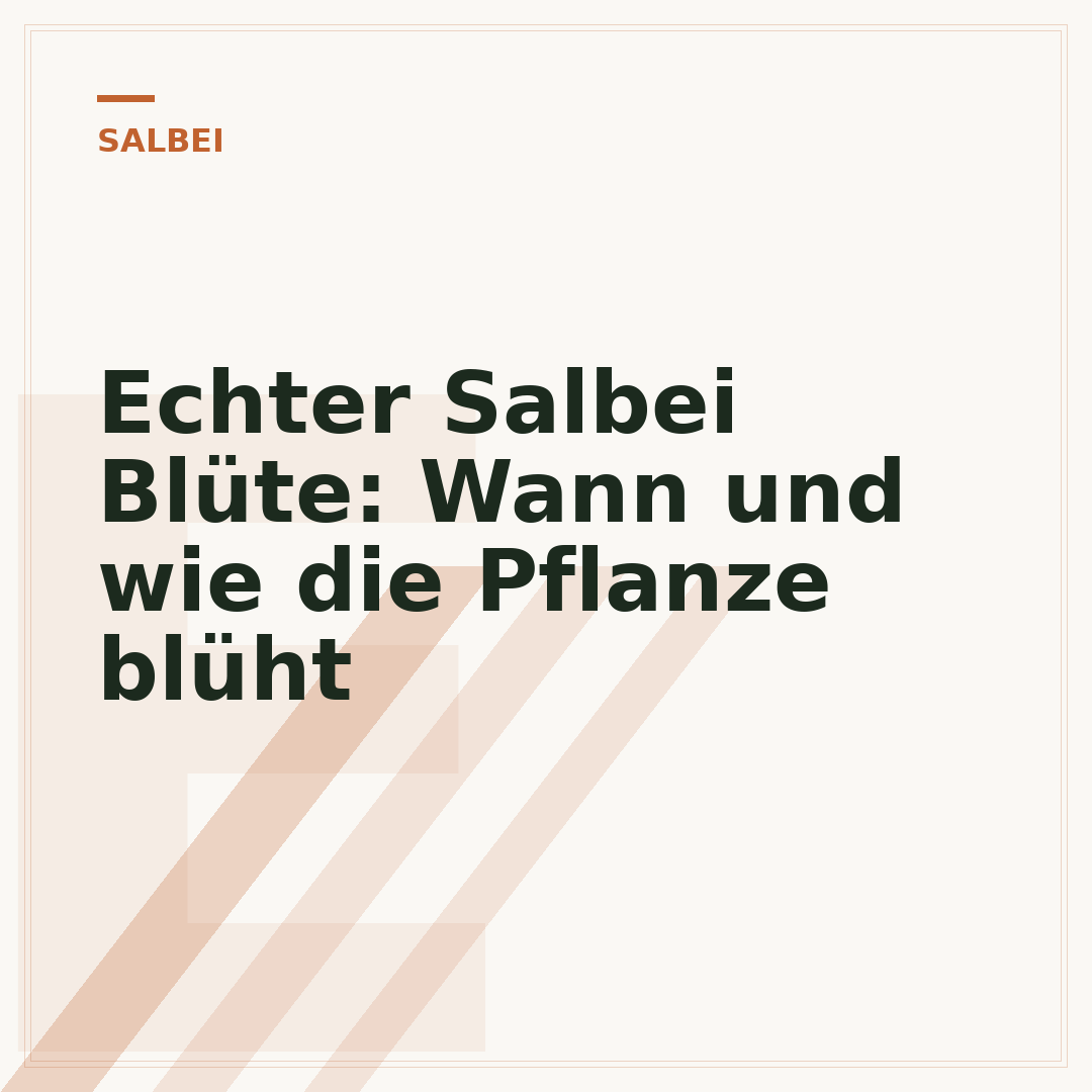 Echter Salbei Blüte: Wann und wie die Pflanze blüht