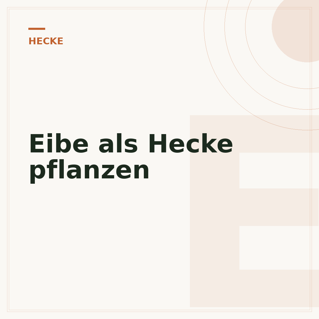 Eibe als Hecke pflanzen
