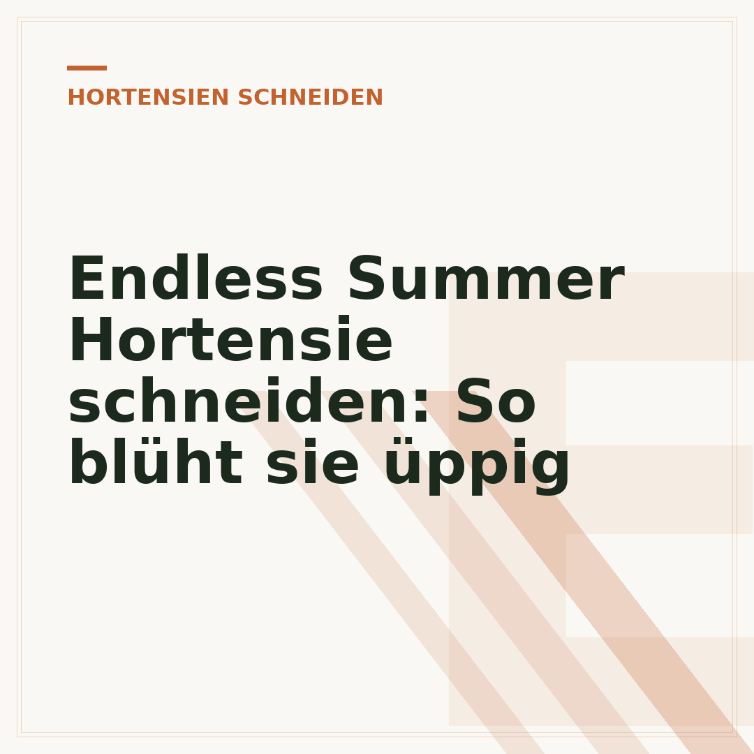 Endless Summer Hortensie schneiden: So blüht sie üppig