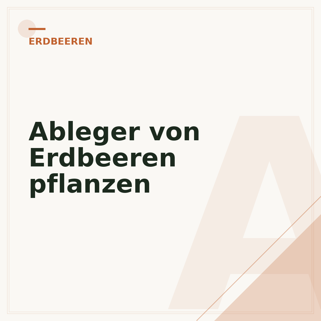 Ableger von Erdbeeren pflanzen