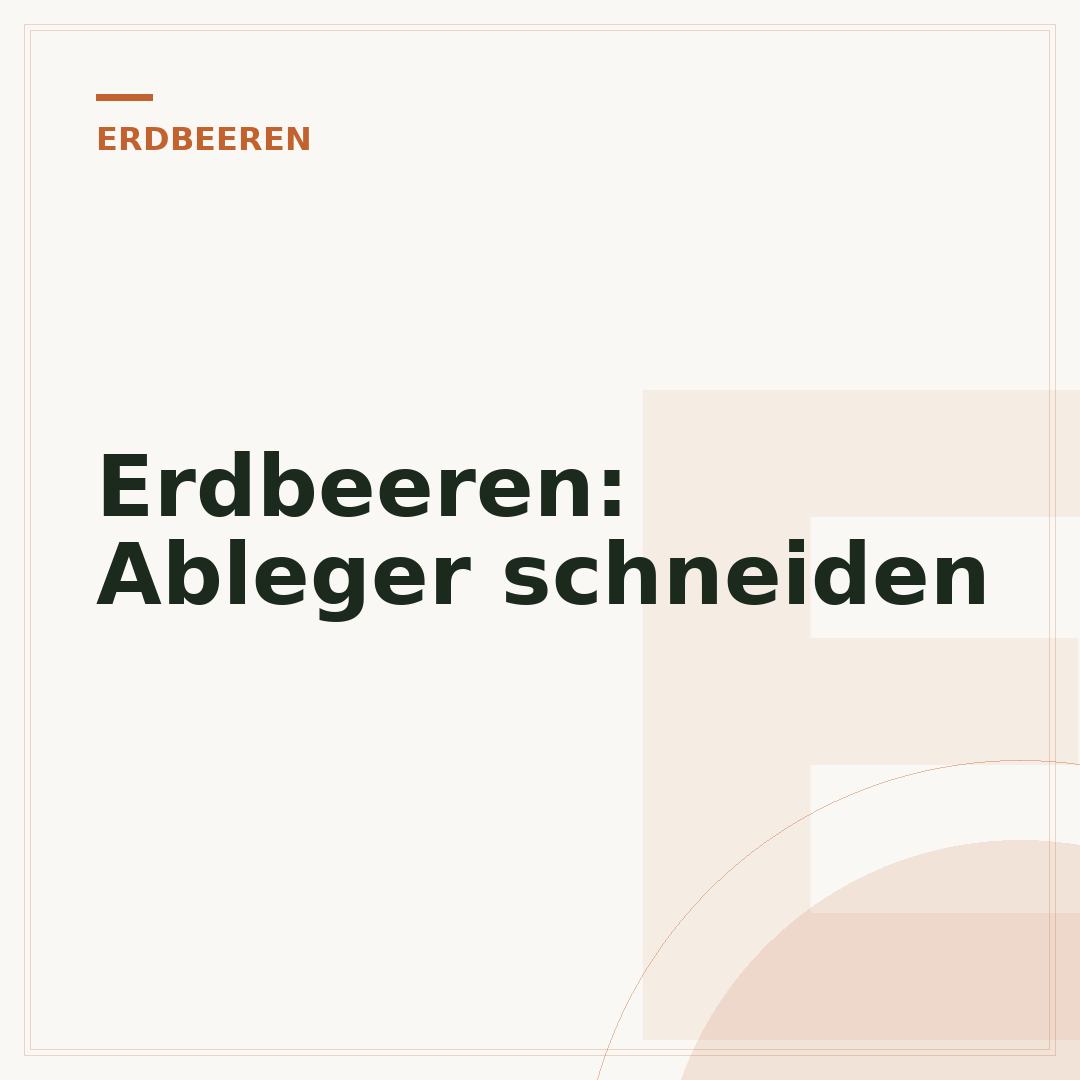 Erdbeeren: Ableger schneiden