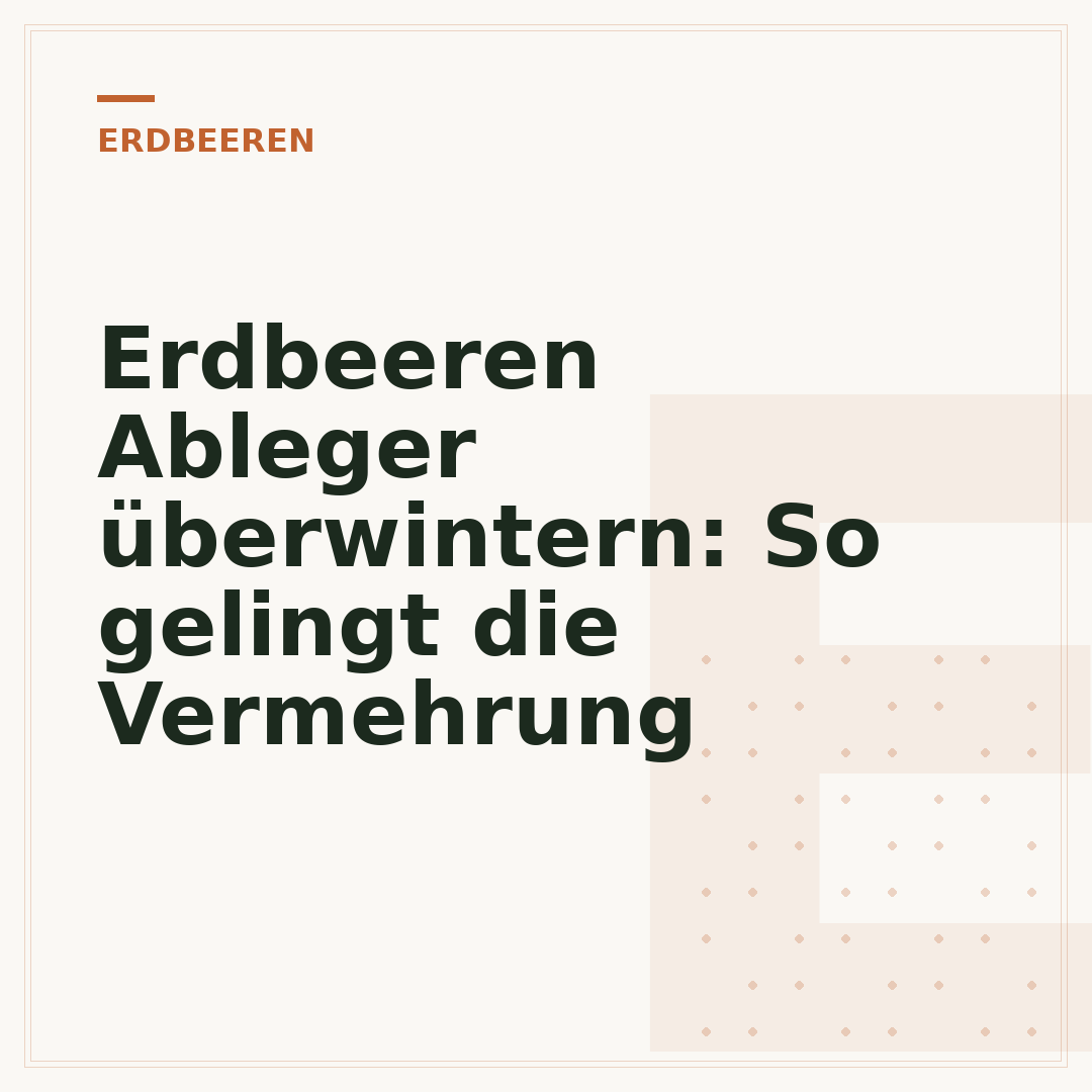 Erdbeeren Ableger überwintern: So gelingt die Vermehrung