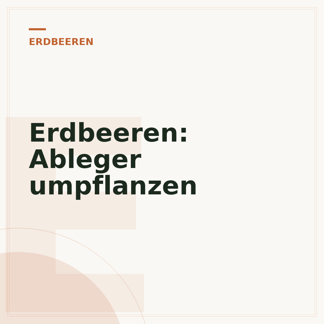 Erdbeeren: Ableger umpflanzen