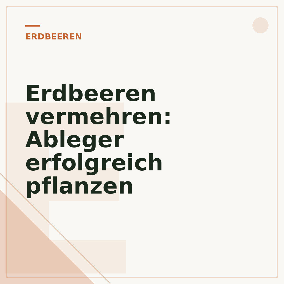 Erdbeeren vermehren: Ableger erfolgreich pflanzen